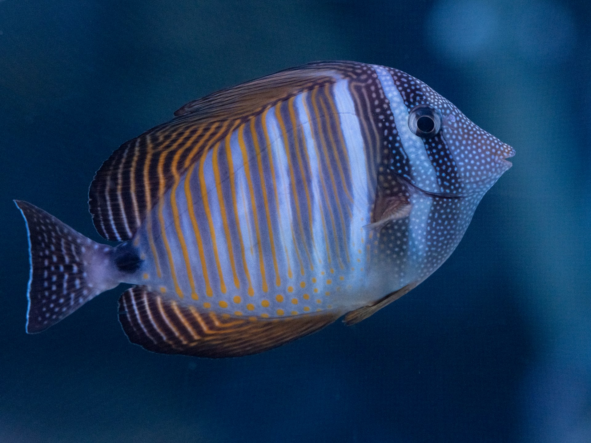 A close up of a fish in an aquarium